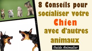 8 Conseils pour Socialiser votre Chien avec dautres Animaux 🐶 [upl. by Orgalim]