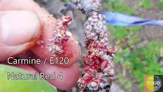 E120 RED FOOD DYE IS BLOOD FROM BUGS  COCHINEAL [upl. by Dawna]