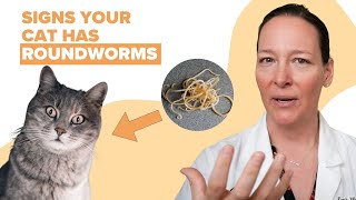 Signs Your Cat Has Roundworms Vet Explains [upl. by Marcellus]