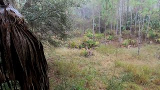 Successful florida wma archery hunt deer hunt [upl. by Briant669]