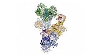 Fig 2 CryoEM structure of the spliceosome B complex [upl. by Marceau516]