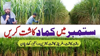 Sugarcane cultivation in September fertilizer plan irrigation plan sugarcanefarming mumtazdhakoo [upl. by Akeit]