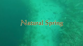 Scuba Diving a Natural Spring in the Gulf Of Mexico [upl. by Ennayhs]