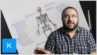 Lerne mit mir  Skelettsystem Anatomie des Menschen  Kenhub [upl. by Acul]