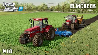 Harvesting Oilseed Radish amp Drilling Corn  10 Elmcreek  Farming Simulator 22 [upl. by Yblek]