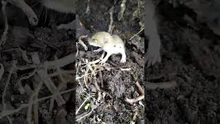 Rodents in the yard wonderful bold mice close to peopleanimals nature [upl. by Halik862]