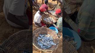 Vennappuwa Marawila beach where live fish is sold 🇱🇰👌fishingvideo fishing fish todayworld [upl. by Shiekh]