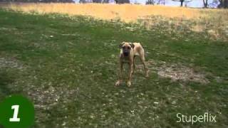 Ari Rhodesian Ridgeback running free [upl. by Cheatham816]