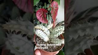 Huernia macrocarpa variegata [upl. by Aleuqahs]