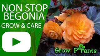 Non stop begonia  grow amp care Great also as Houseplant [upl. by Aubin]