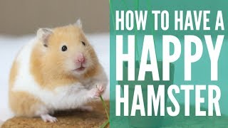 how to have a HAPPY hamster [upl. by Foss]