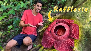 Rafflesia Arnoldii  Luwak Coffee  Biggest Flower in the World  Indonesia🇮🇩🫶🏻 [upl. by Giamo]