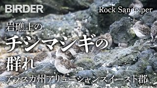 BIRDER「岩礁上のチシマシギ（Rock Sandpiper）の群れ」（♪鳥くん） [upl. by Ladnor]