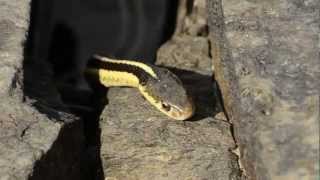 Garter Snake Eats Frog [upl. by Acirem]