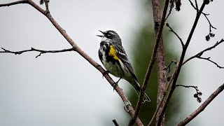 Yellowrumped Warbler Song 8 June 2021 [upl. by Suivatnod]