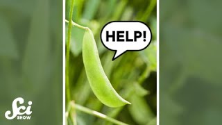 Beans that ask Bugs for Help shorts science SciShow [upl. by Sioled681]