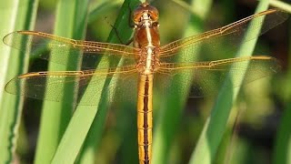 Dragonfly Life Cycle donasdestinations8874 lifecycle Dragonfly likeandsubscribe learn [upl. by Lorinda]