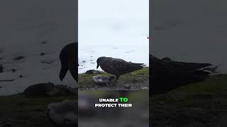 Giant Petrels shortsviral animals shortsanimals shorts [upl. by Tibold]