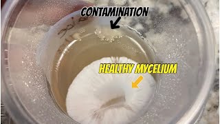 Spotting Contamination On Agar [upl. by Ayian]