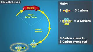 Photosynthesis The Calvin Cycle [upl. by Herby43]