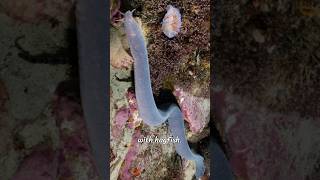 quotHagfish are jawless slimy marine creatures known for producing large amounts of slime hagfish 2 [upl. by Tessie]