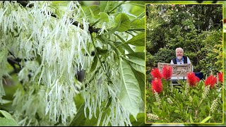 ARBRE DE NEIGE  SA FLORAISON TRÈS SPECTACULAIRE MÉRITE VOTRE JARDIN… Le Quotidien du Jardin N°389 [upl. by Ursel407]