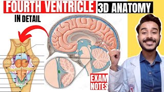 fourth ventricle anatomy 3d  floor of fourth ventricle of brain anatomy [upl. by Iuq282]