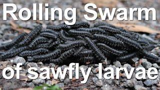 A rolling swarm of sawfly larvae [upl. by Pansie34]