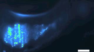 Vibrio in the larval zebrafish gut [upl. by Hamaso297]