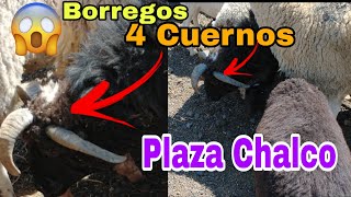 Ranchoayudas encontramos un borrego negro con 4 cuernos  Plaza Chalco [upl. by Reizarf]