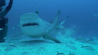 Bull Sharks of Playa Del Carmen MX with Phantom Divers [upl. by Buford]