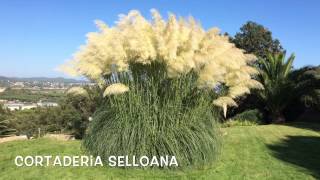 Cortaderia selloana Garden Center online Costa Brava  Girona [upl. by Natalya]