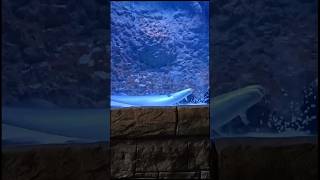 Electrophorus Fish🐟 youtubeshorts shortvideo animals travel shortsfeed [upl. by Hermon]