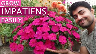 Impatiens Flower  Impatiens Plant Care  Grow Impatiens Easily  Shade Loving Flower [upl. by Aiyram654]