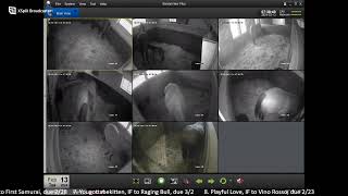 CLF Foaling Livestream 21224 [upl. by Runkle]