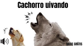 Som para cachorro uivar  cachorro uivando [upl. by Carolynn]