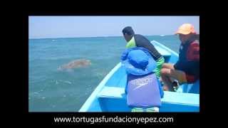 Tortuga verde asesinada cruelmente Agosto 2015 [upl. by Enamart]