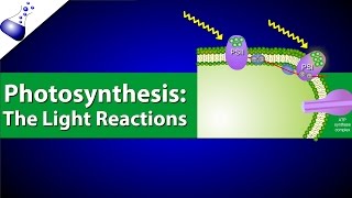 The Light Reactions of Photosynthesis [upl. by Genesia]