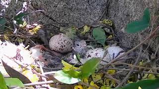 Gambels Quail  20 eggs hatching [upl. by Jarv720]