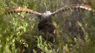 Wild Lyrebird Dancing and Singing [upl. by Namyh]