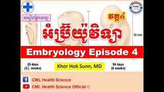 អំប្រ៊ីយ៉ូវិទ្យា វគ្គទី៤Embryology Episode 4 l CML Health Science Official [upl. by Laden]