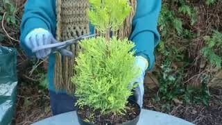 Topiary clipping shaping Gold Crest potted conifer [upl. by Kahle]