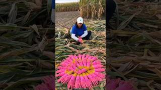 Amazing Things  Useful Farming Tools for Rural Farmer shorts satisfying [upl. by Norma50]