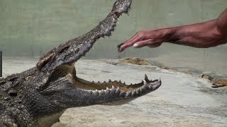 Why You Dont Get too Close to Alligators Compilation [upl. by Iormina]