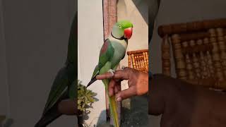 Alexandrine parakeet Parrot  Ringneck Talking Parrot [upl. by Volding]