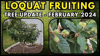 Loquat Tree Update  Fruiting Oliver [upl. by Rida587]