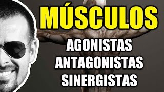 Dicas do Laercio aprenda na prática como funciona o treino de músculos agonistas e antagonistas [upl. by Aryamo]