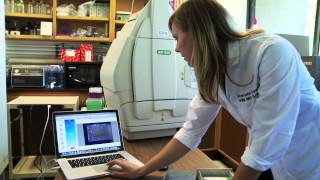 Studying Diabetes at UC Davis with the ChemiDoc™ MP Imaging System [upl. by Sigismond350]