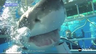 Great White Shark Breaks Into Cage RAW VIDEO [upl. by Thomasa]