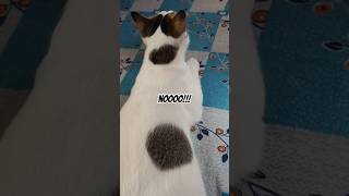 Cats Furrfect Introvert Vibe 😹 billy cat funny shorts [upl. by Berthoud883]